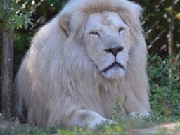 Lion blanc